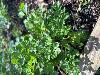 Parsley, Flat Leaf - Fresh Cut